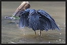 Zwarte Reiger, Black Heron, Egretta ardesiaca Location: Kotu, the Gambi zwarte reiger MG 6859-2 kopie